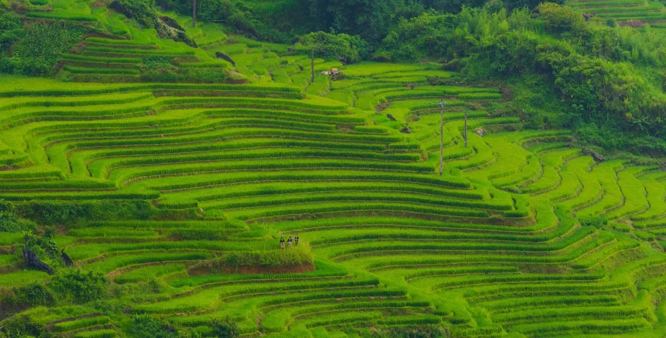 Hạt gạo trong thúng